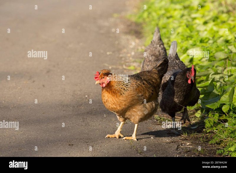 Beoordeel het Populaire Spel Chicken Road op Online Gokkasten in Nederland, chicken road gokkast